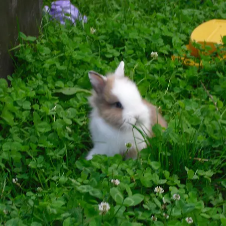 Daire Stulzenhof Hofstetten (Baden-Wurttemberg)